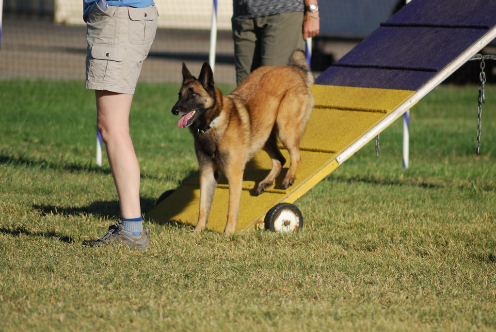 Belgian Malinois 11