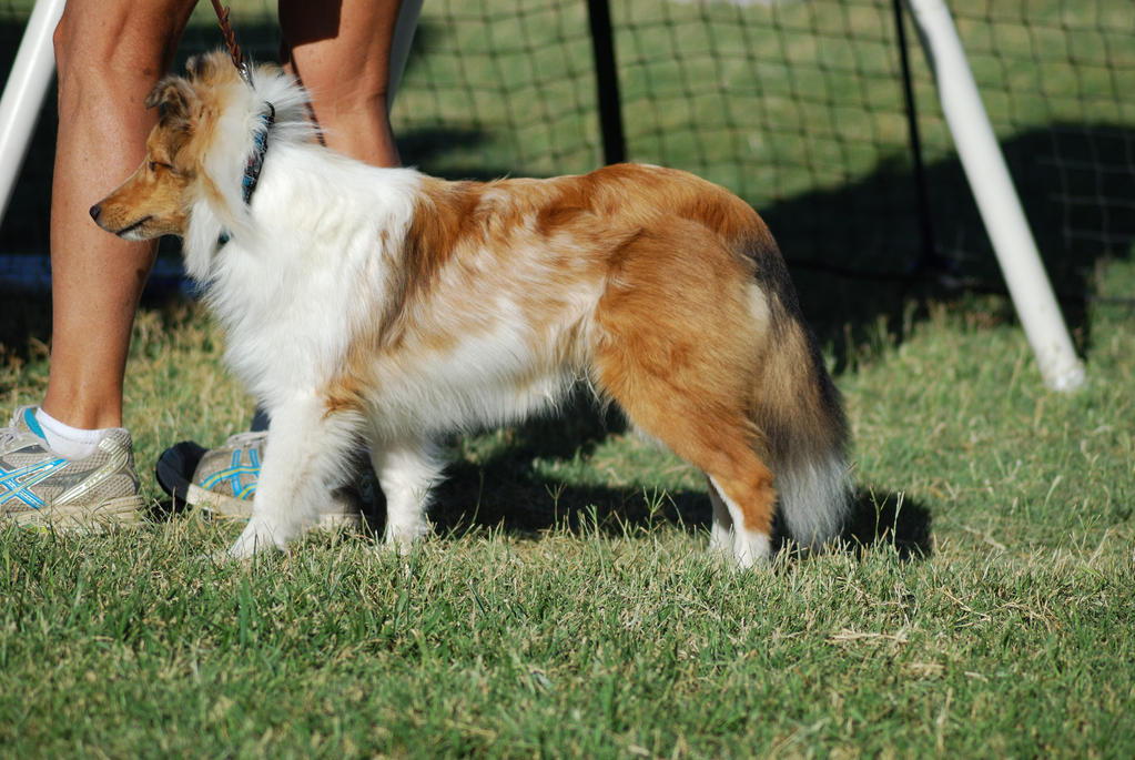 Shetland Sheepdog 29