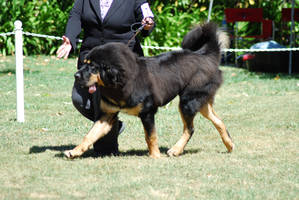 Tibetan Mastiff