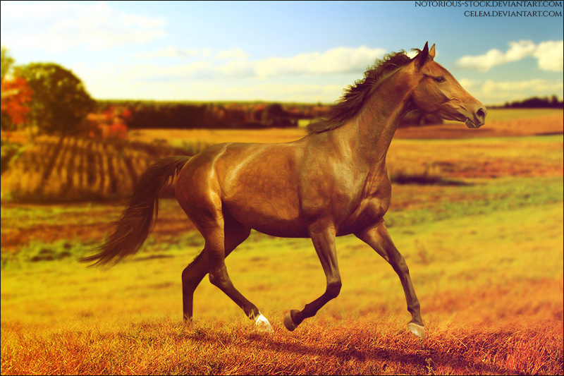 Running Through The Meadow