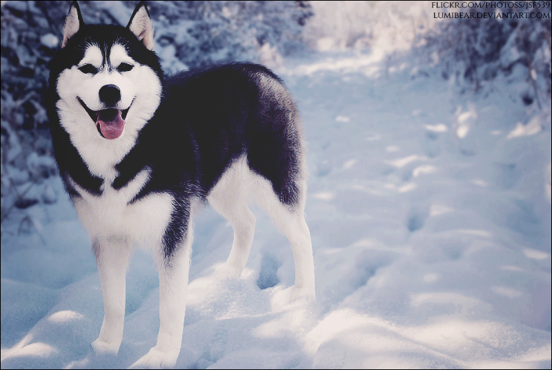 Smiling At The Snow