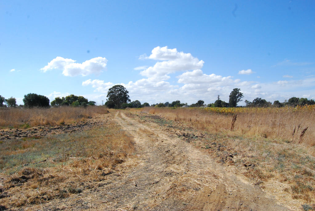 Field Road Background