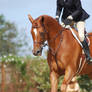 Chestnut Hunter Jumper