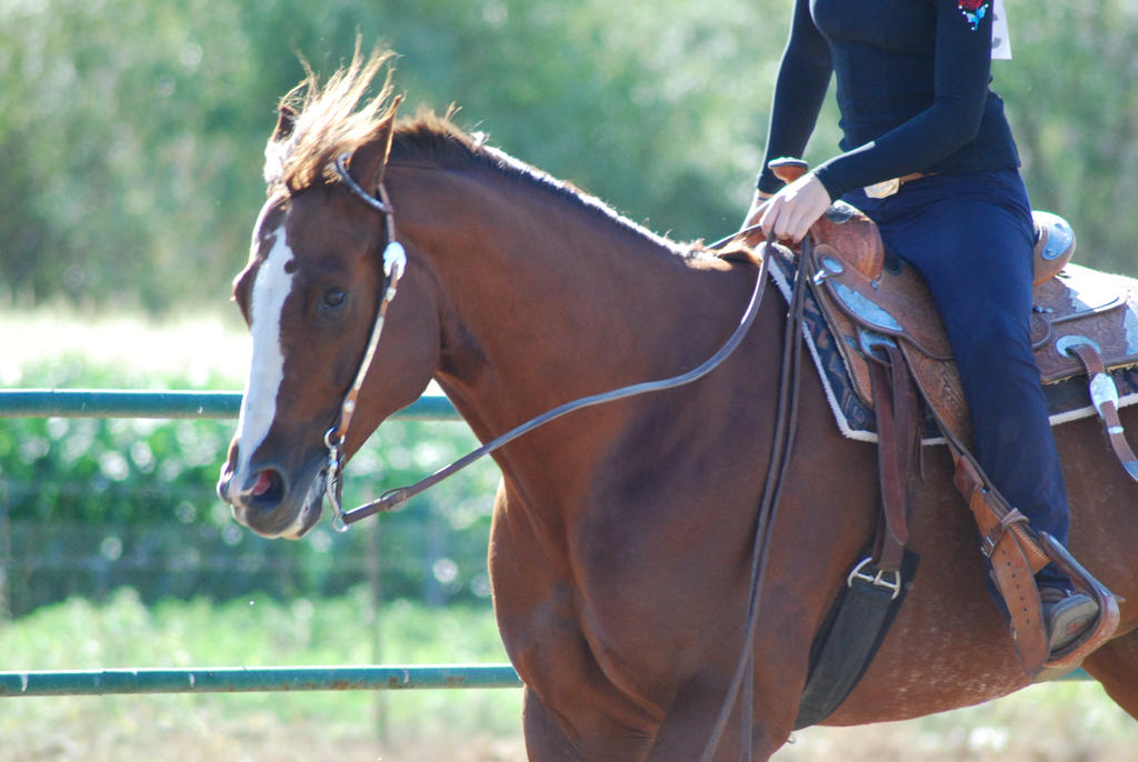 Bay American Quarter Horse