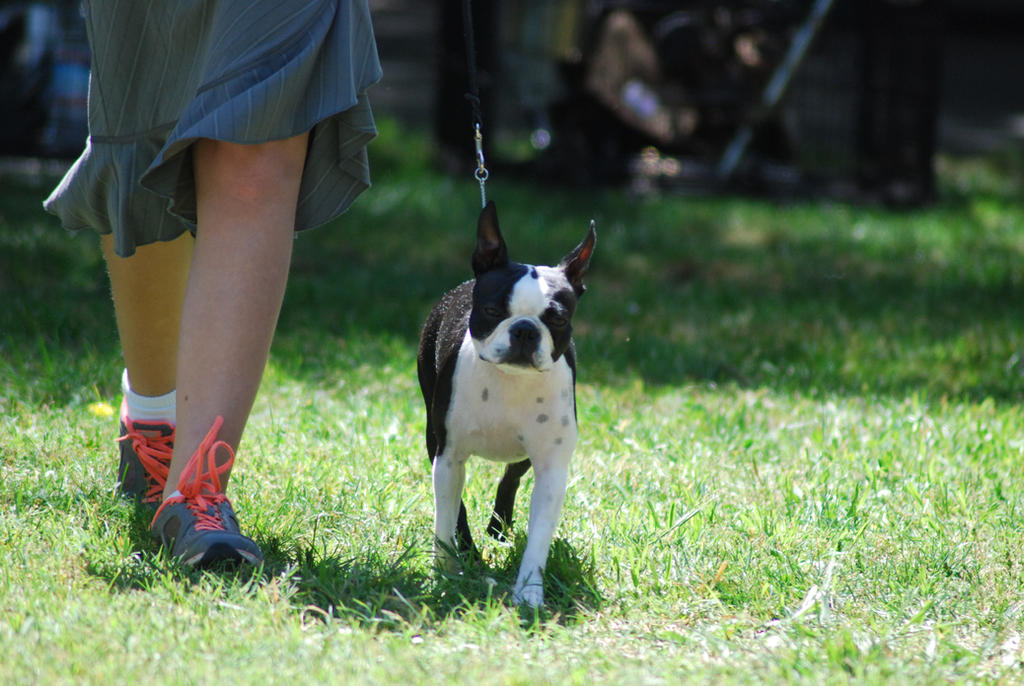 Boston Terrier 2