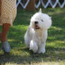 West Highland Terrier 2