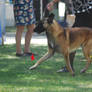 Belgian Malinois 15