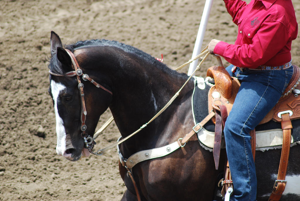 Pinto Parade Horse