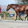 Bathed Bay Warmblood 3