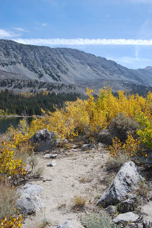 Aspen Trees 5 by xxtgxxstock