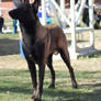 Belgian Malinois 18