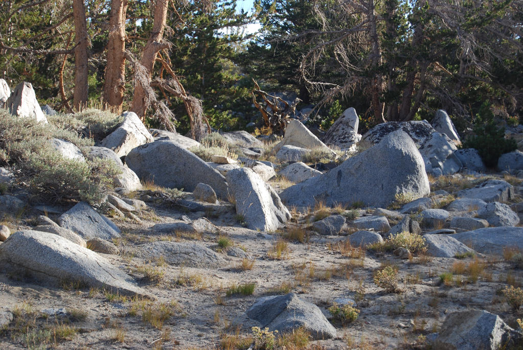 Rocky Forest Landscape 9