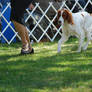 Red And White Setter 19