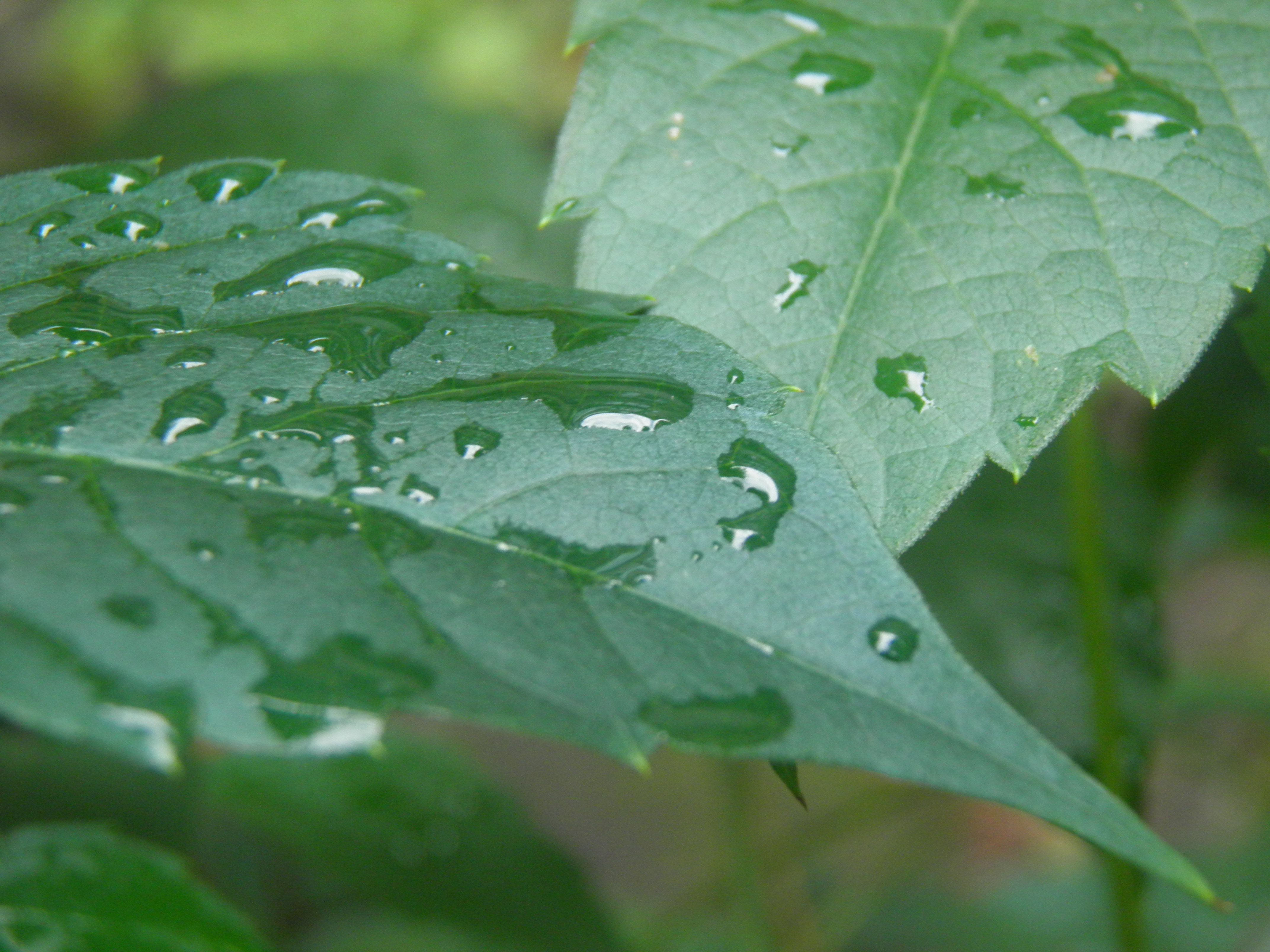 Parthenocissus