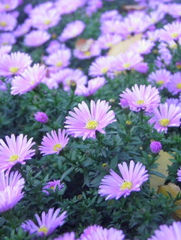 Purple aster