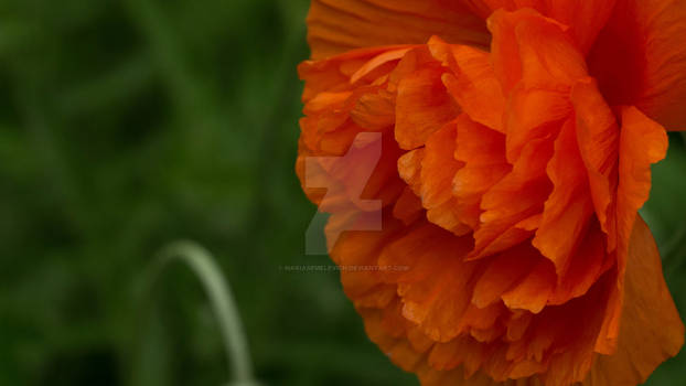 Red poppy