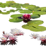 Water-lily PNG