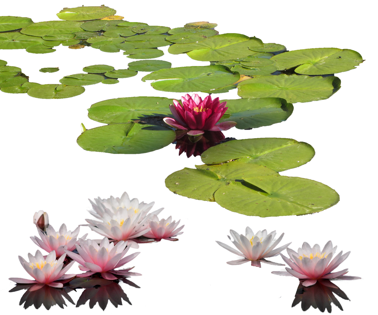 Water-lily PNG by MariaSemelevich