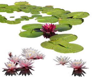 Water-lily PNG