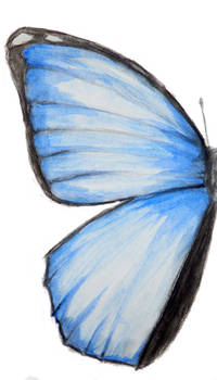 butterfly