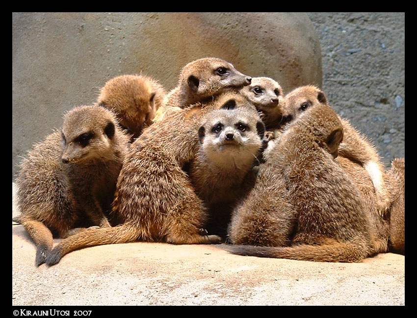 Meerkats