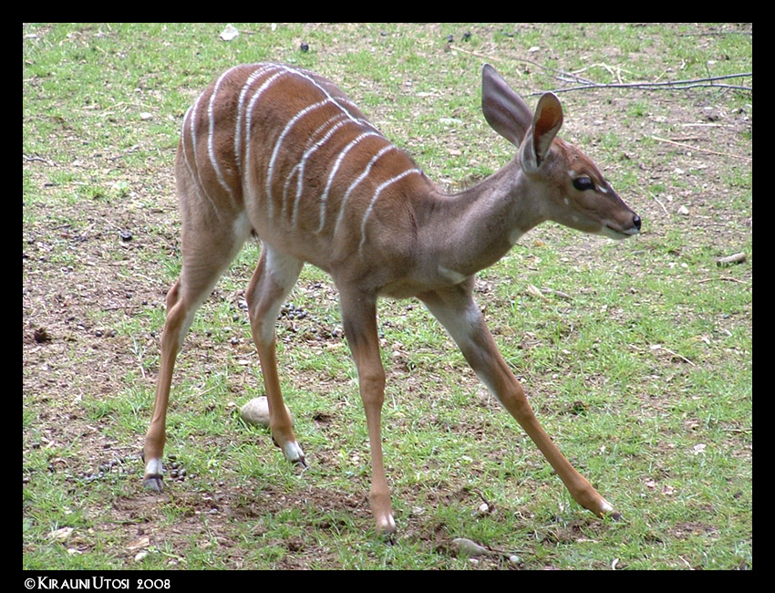 Young Kudu