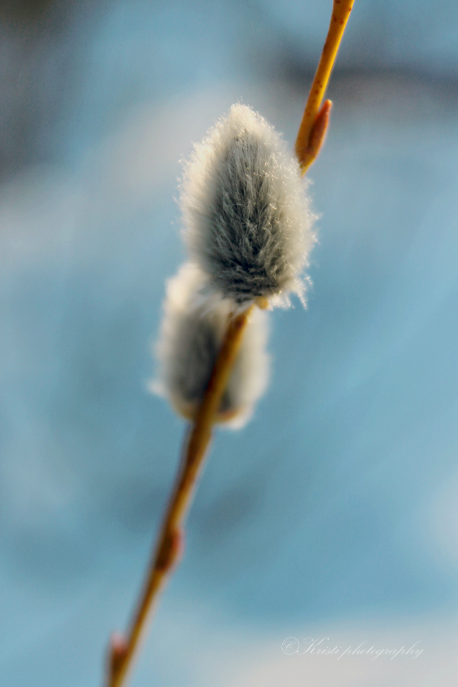 Catkins