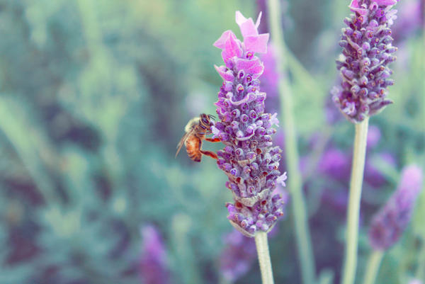 bee in lavender.