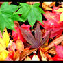 mapple leaf