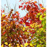 mapple leaf 2