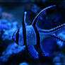 deep blue fish