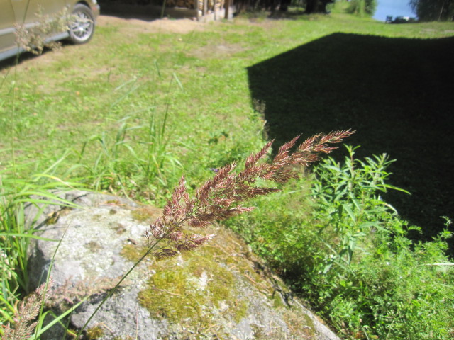 Strand Of Hay And Rock