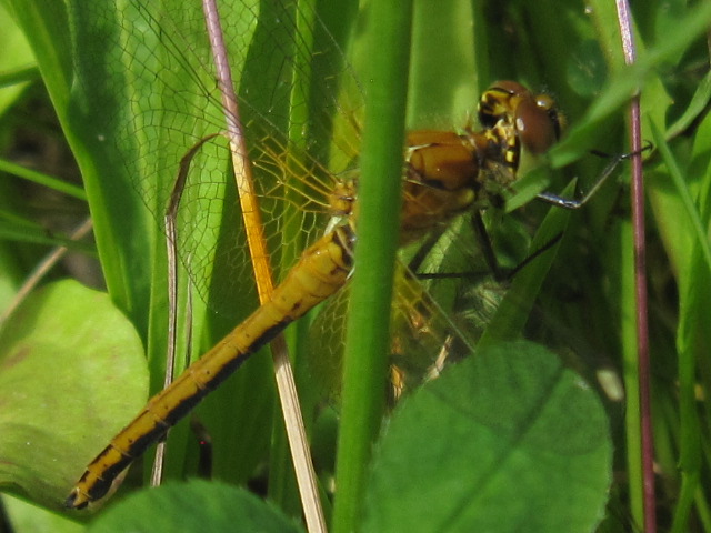 Yellow-orange Dragonfly