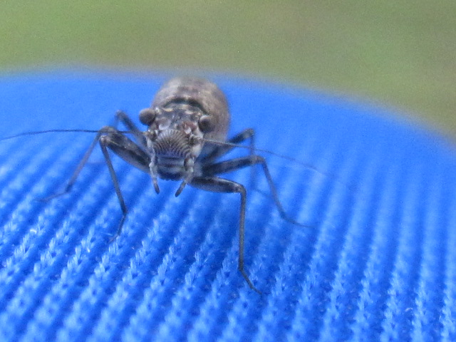 Close up of a stripe-nosed bug