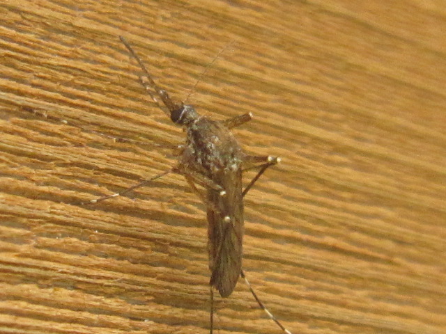 A Mosquito