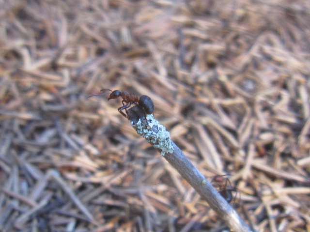 Ant On A Twig