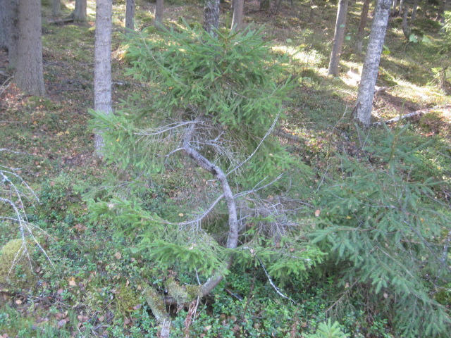 Twisted Spruce by Lightningball on DeviantArt