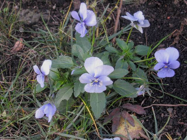 Pansies