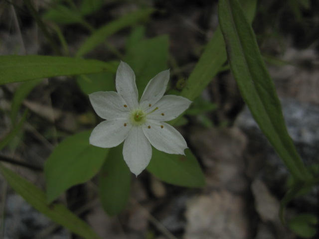 Starflower