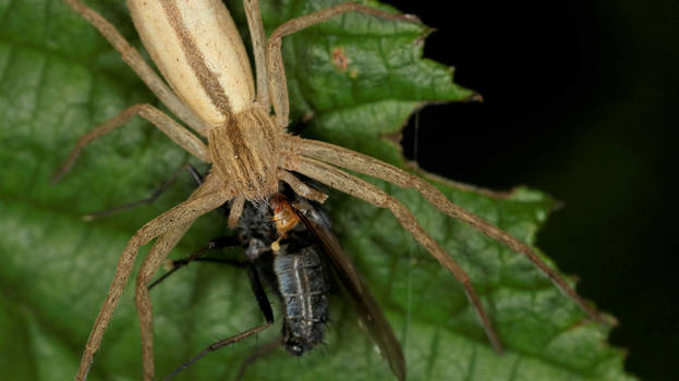 Light Brown Spider Eating A Fly