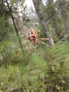 Spider waiting for a prey