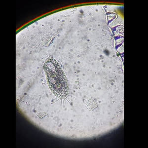 Hungry Paramecium