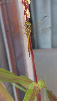 Yellow dragonfly on a corn