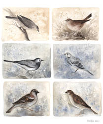 Birds - Studies