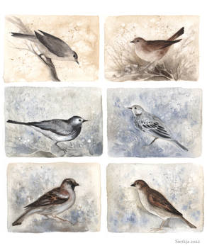 Birds - Studies