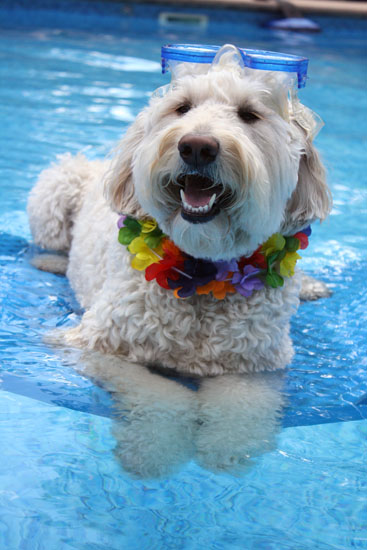 Happy Pool Pup II