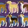 Glittering Gold Litter (Purebred Saluki) - CLOSED