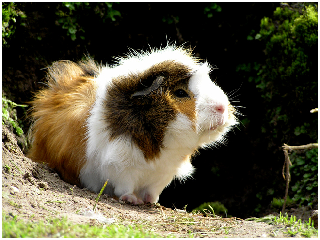 Guinea pig 4