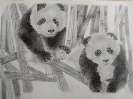 Pandas