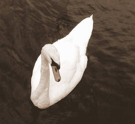 Swan